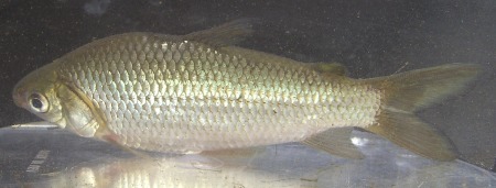 Curimata sp.